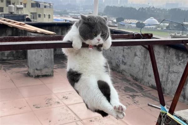 春天猫咪食欲下降如何处理，可以尝试调整饮食结构
