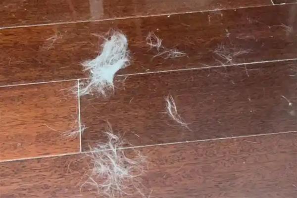 春天猫咪食欲下降如何处理，可以尝试调整饮食结构