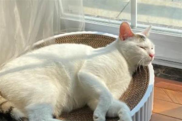 春天猫咪食欲下降如何处理，可以尝试调整饮食结构