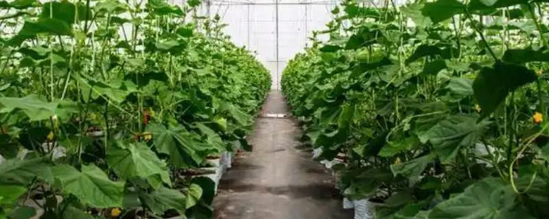 大棚黄瓜的施肥方法，增施有机肥能提高产量