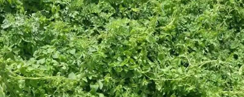 党参的田间管理技术，在定植后要浇足定根水