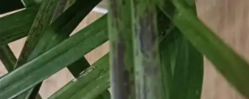 兰花叶片发黑的治疗方法，可能是光照过强所导致的