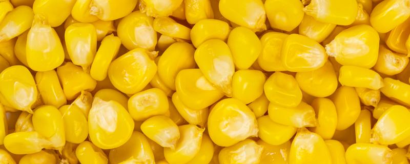 玉米种子大小不一产生原因，授粉后胚可能未分化或停止分化