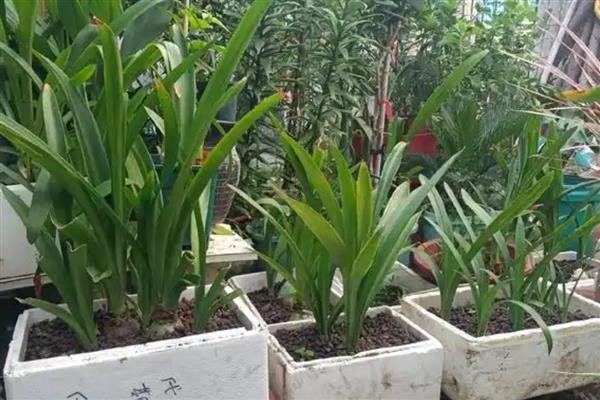 大头兰怎样安全过冬，在入冬之前要浇水一次