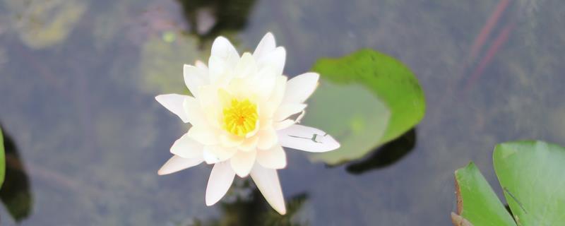 白睡莲的开花时间，一般在6-8月份开放