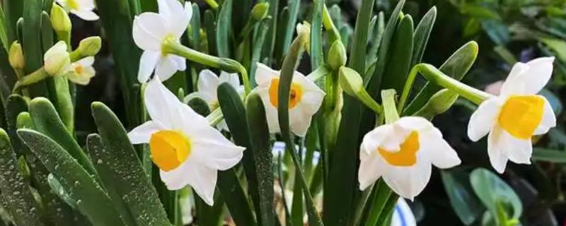 盆栽水仙花如何养护，每天要晒光10小时