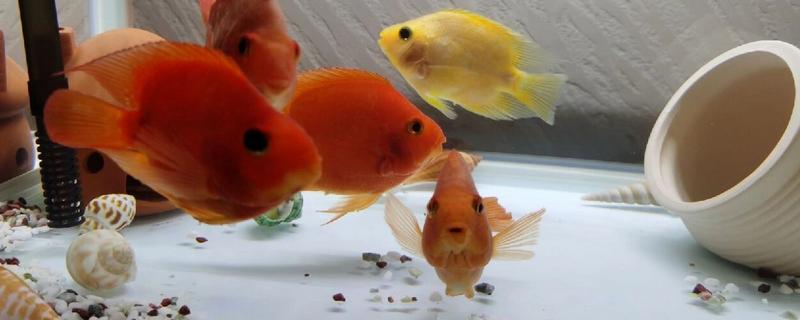 鹦鹉鱼在鱼缸底平躺的原因，属于正常情况或患上了水霉病、鱼鳔失衡症