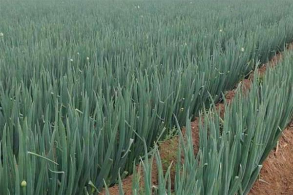 白露过后适合种植什么蔬菜，适合种大葱、洋葱、油菜等