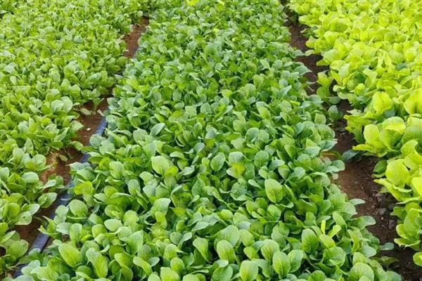 白露过后适合种植什么蔬菜，适合种大葱、洋葱、油菜等