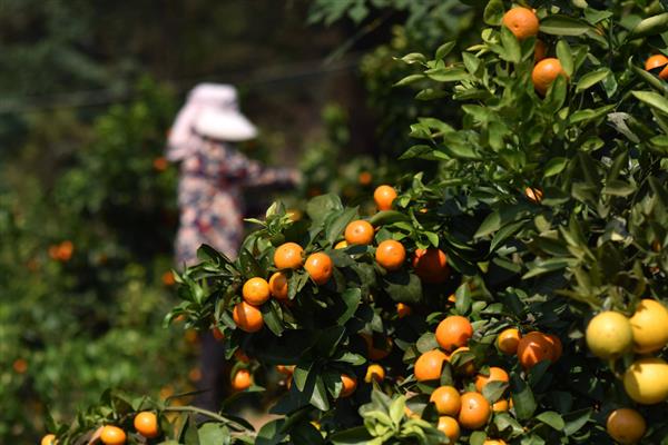白露过后适合种植什么蔬菜，适合种大葱、洋葱、油菜等