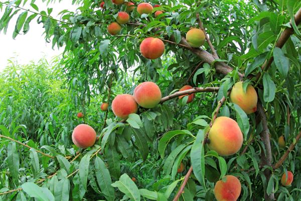 白露过后适合种植什么蔬菜，适合种大葱、洋葱、油菜等