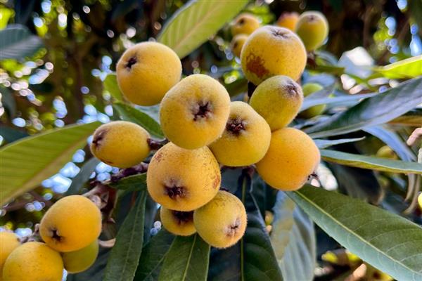 白露过后适合种植什么蔬菜，适合种大葱、洋葱、油菜等