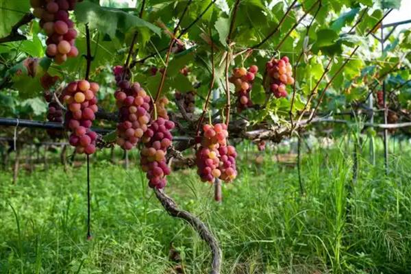 白露过后适合种植什么蔬菜，适合种大葱、洋葱、油菜等