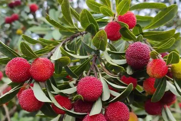 白露过后适合种植什么蔬菜，适合种大葱、洋葱、油菜等