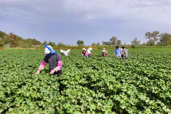 白露过后适合种植什么蔬菜，适合种大葱、洋葱、油菜等
