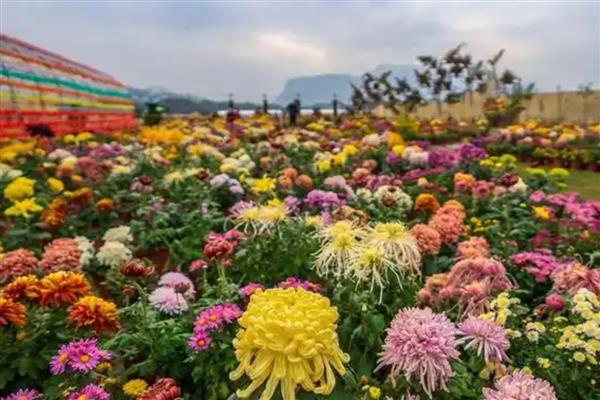 重阳节被叫做老人节的原因，九这个数字具有长久、长寿之意