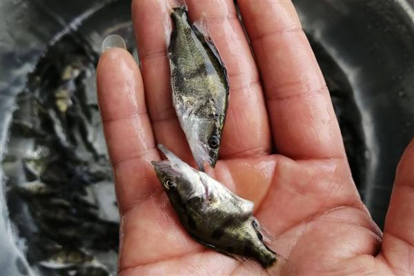 桂鱼的养殖技术，每日需投入足量的饵料鱼