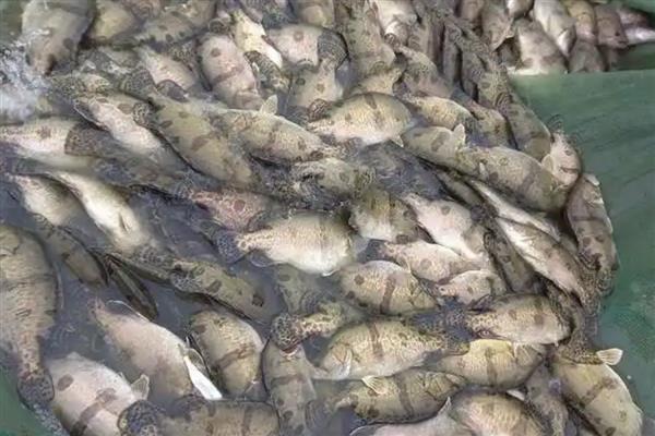 桂鱼的养殖技术，每日需投入足量的饵料鱼