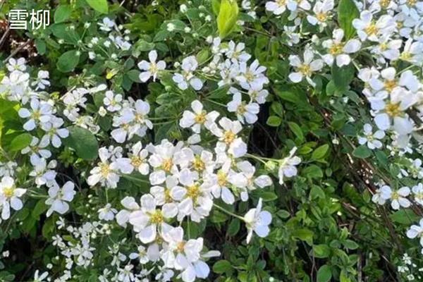 银柳和雪柳有什么区别，花朵、叶片、枝干等方面均不同