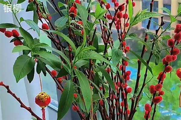 银柳和雪柳有什么区别，花朵、叶片、枝干等方面均不同