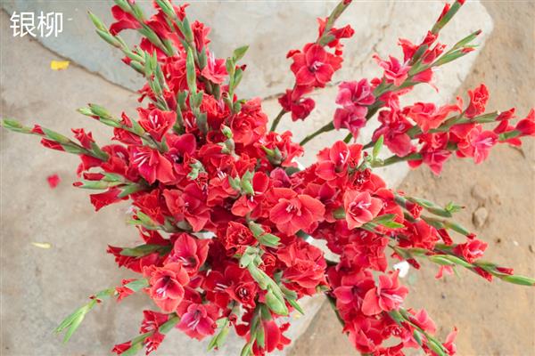 银柳和雪柳有什么区别，花朵、叶片、枝干等方面均不同