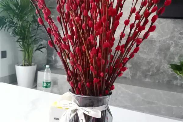 银柳和雪柳有什么区别，花朵、叶片、枝干等方面均不同