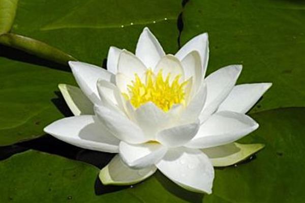 白睡莲的开花时间，一般在6-8月份开放