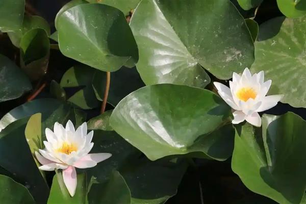 白睡莲的开花时间，一般在6-8月份开放