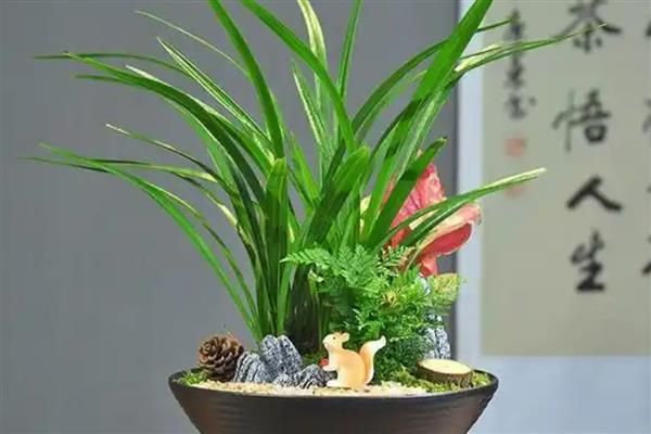 兰花叶片发黑的治疗方法，可能是光照过强所导致的