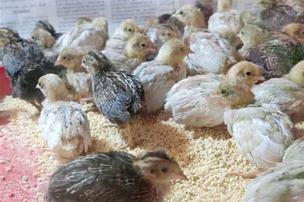 芦丁鸡吃什么食物，吃蜘蛛、白蚁等
