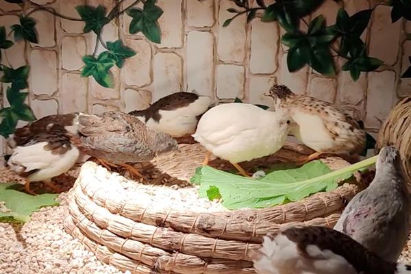 芦丁鸡吃什么食物，吃蜘蛛、白蚁等