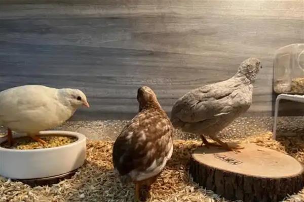 芦丁鸡吃什么食物，吃蜘蛛、白蚁等