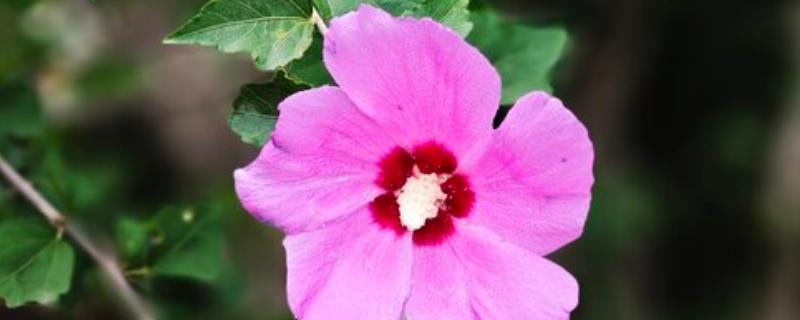 木槿花的花语，具有温柔的坚持、永恒之美等含义