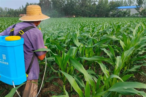 玉米苗期有什么病虫害，常见根腐病、顶腐病、地老虎等种类