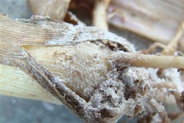 玉米苗期有什么病虫害，常见根腐病、顶腐病、地老虎等种类