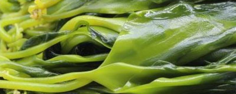 海带是不是植物，属于大型海生褐藻植物