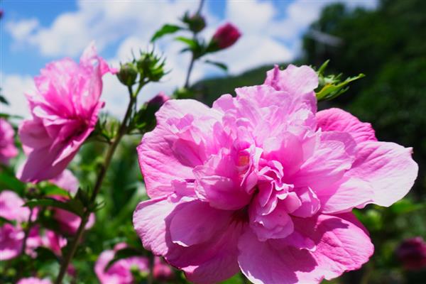 木槿花的花语，具有温柔的坚持、永恒之美等含义