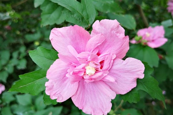 木槿花的花语，具有温柔的坚持、永恒之美等含义