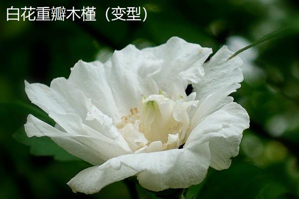 木槿花的花语，具有温柔的坚持、永恒之美等含义