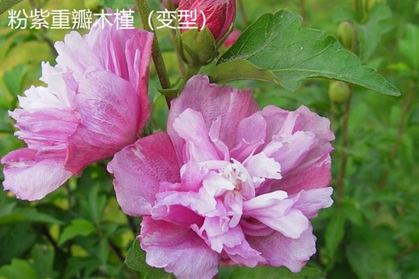 木槿花的花语，具有温柔的坚持、永恒之美等含义