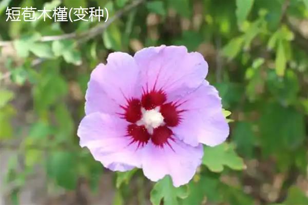 木槿花的花语，具有温柔的坚持、永恒之美等含义