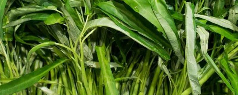 蕹菜是不是空心菜，蕹菜是空心菜
