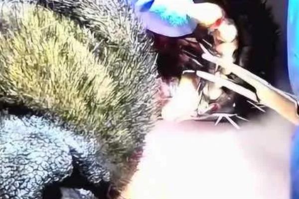 豪猪的刺有没有毒，无毒而且可以入药
