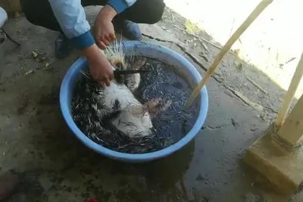 豪猪的刺有没有毒，无毒而且可以入药