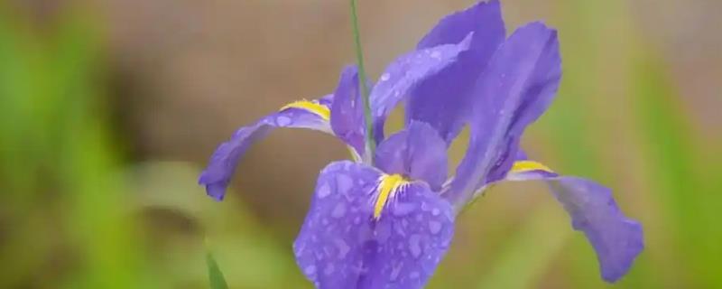 鸢尾花有什么寓意，代表相思之情、热情友好等含义