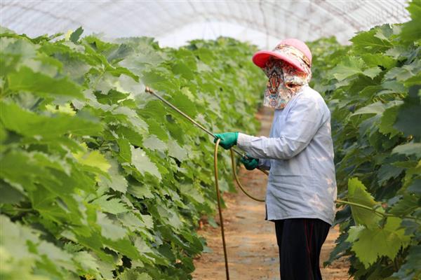 冬季在大棚中用药需注意什么，在晴天高温时段打药可提高药效