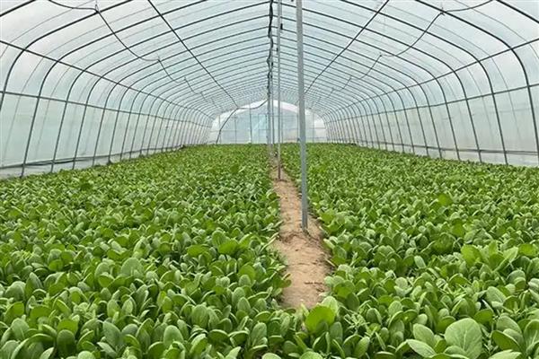 冬季在大棚中用药需注意什么，在晴天高温时段打药可提高药效