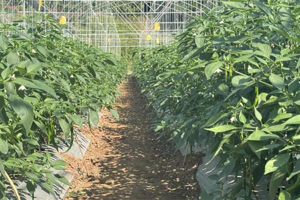 冬季在大棚中用药需注意什么，在晴天高温时段打药可提高药效