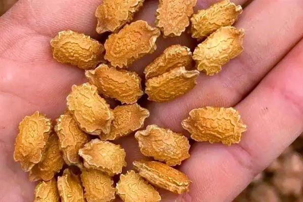 苦瓜种子能不能直接播种，直接种植的发芽率比较低