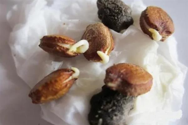 苦瓜种子能不能直接播种，直接种植的发芽率比较低